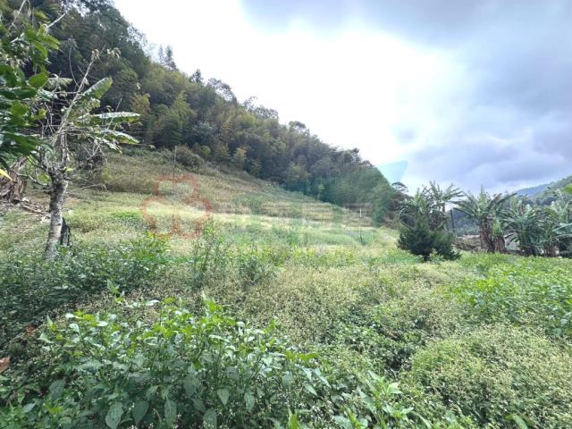 鹿谷農地-2