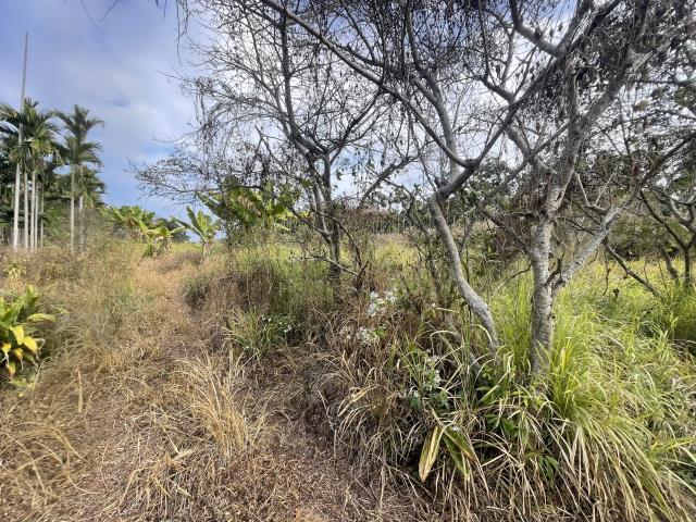 草屯農地-2