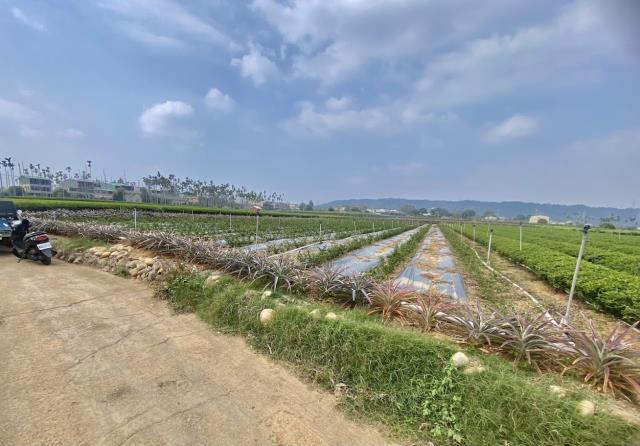 名間農地-1