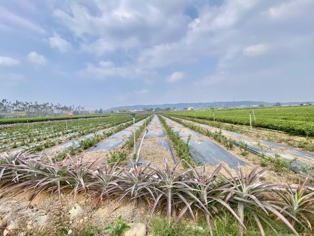 名間農地-2