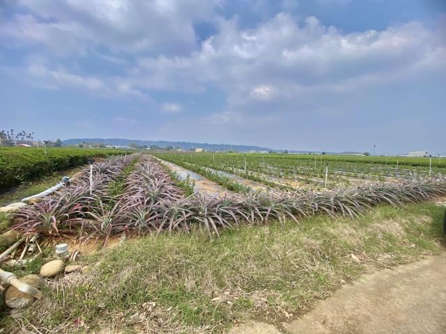 名間農地-3