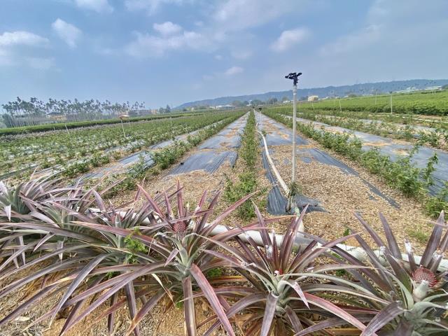 名間農地-4